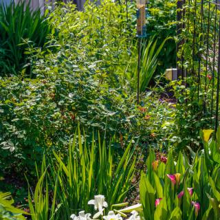 A lush garden filled with diverse greenery and vibrant flowers.
