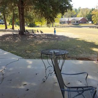 A peaceful outdoor scene featuring a table and chairs with turkeys in the background.