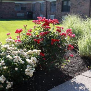 A beautifully landscaped garden with vibrant red and white flowers surrounded by lush green grass.