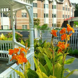A garden with vibrant orange flowers near a white gazebo and a multi-story building.