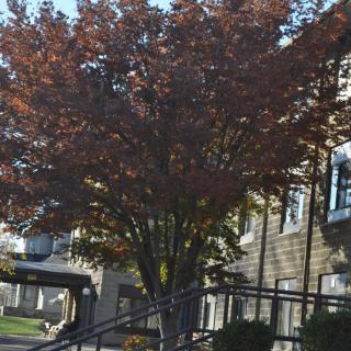A tree with autumn foliage in front of a building and stairs.