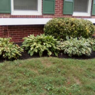 A garden area with shrubs and hostas in front of a brick building with green shutters.