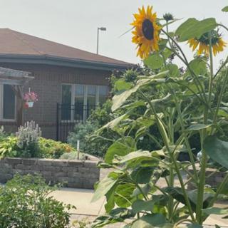 A vibrant sunflower stands tall in a garden beside a house.