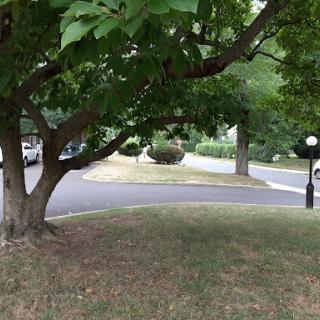 A tranquil scene showcasing a tree by a curved road, surrounded by greenery.