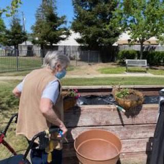A senior person wearing a mask tends to plants in an outdoor garden area on a sunny day.