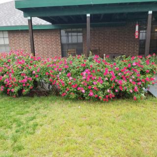 A brick house with a lush garden of pink flowers in the front yard.