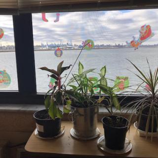 A cozy indoor scene featuring potted plants by a window overlooking a body of water and a distant city skyline.