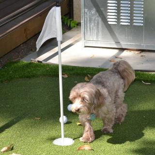 A dog walking near a mini golf hole with a flag.