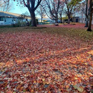A serene autumn landscape covered in colorful fallen leaves.