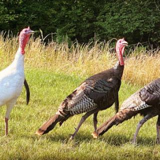 A group of turkeys walking in a grassy field.