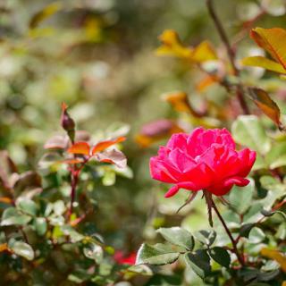 A vibrant pink rose in full bloom amidst lush green foliage.