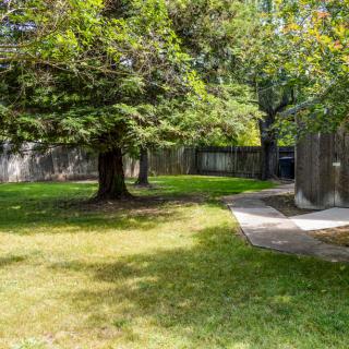 A serene outdoor area featuring a large tree, green grass, and a concrete pathway.