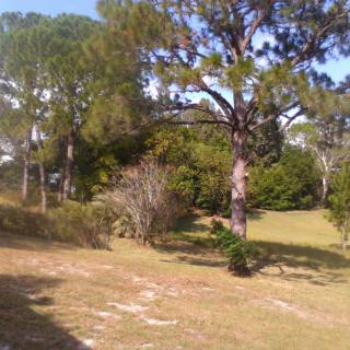 A serene landscape with trees and grassy areas on a clear day.