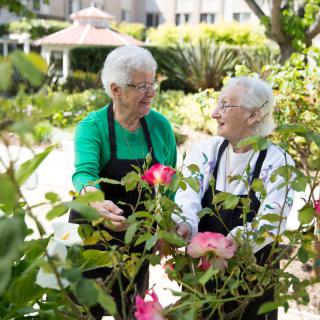 Two senior women enjoying gardening together among blooming roses.