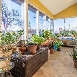 A sunlit room filled with various potted plants by large windows.