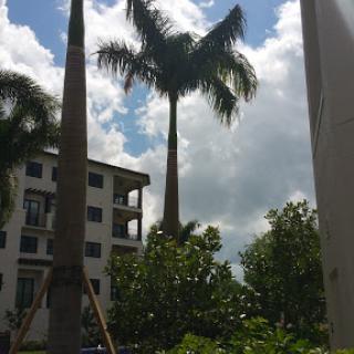 A pair of tall palm trees against a backdrop of cloudy skies and a residential building.