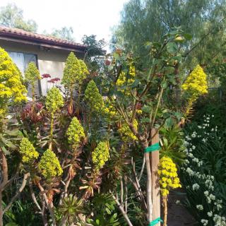 A vibrant garden scene with tall plants bearing clusters of yellow flowers in front of a house.