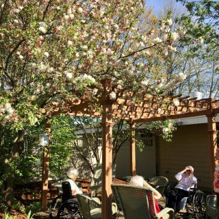 A peaceful garden setting with a blossoming tree and people relaxing under a pergola on a sunny day.