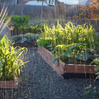 A vegetable garden with raised beds being watered under sunlight.