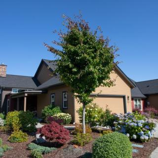 A beautifully landscaped garden in front of a house on a clear day.