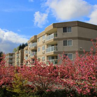 A residential apartment building surrounded by blooming cherry blossoms under a bright blue sky.