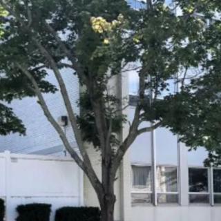 A tree stands in front of a white building under a clear sky.