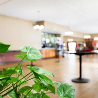 A hotel lobby featuring a vibrant green plant in the foreground with tables and chairs visible in the blurred background.