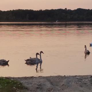 Swans gracefully swimming on a tranquil lake at sunset.