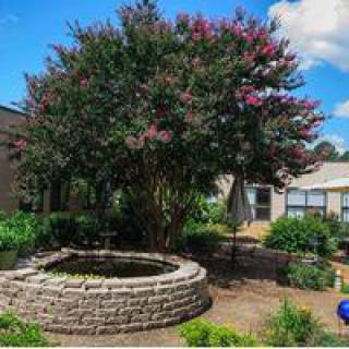 A beautiful garden featuring a stone pond and a large flowering tree under a clear blue sky.