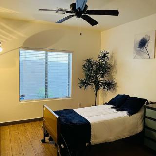 A minimalist bedroom with a single bed, large window, and decorative plant.