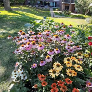 A vibrant flower garden showcasing a variety of blooming plants in full sunlight.