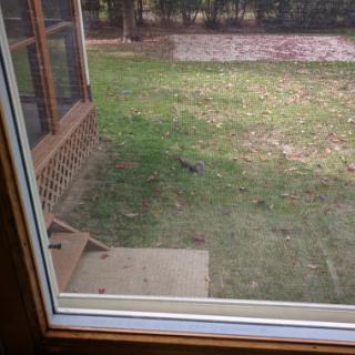 A view of the yard through a window, featuring grass and an open space.