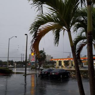 A rainy day scene featuring palm trees and parked cars under a cloudy sky.