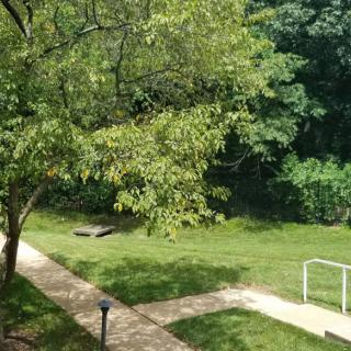 A peaceful outdoor scene with a tree, grass, and a walking path.