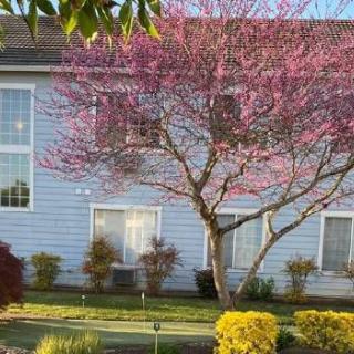 A blooming tree with pink blossoms in front of a light blue house, surrounded by well-maintained garden shrubs.