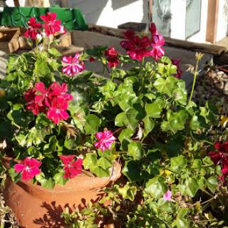A vibrant display of pink flowers in a terracotta pot, thriving in natural sunlight.