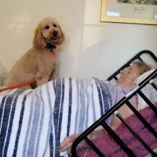 A comforting moment: a dog sits beside a patient in bed, providing companionship and support.