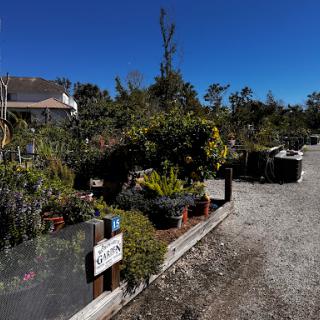 A sunny day at a vibrant garden filled with various plants and flowers.