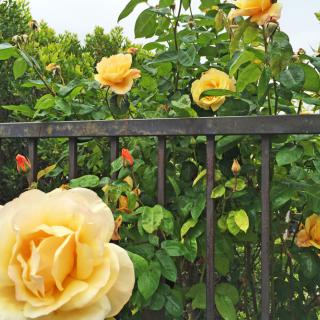 A garden scene featuring vibrant yellow roses blooming beside a metal fence.