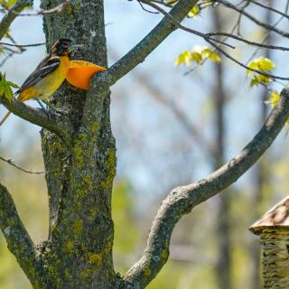 A bird with orange plumage perched on a tree branch in a natural setting.