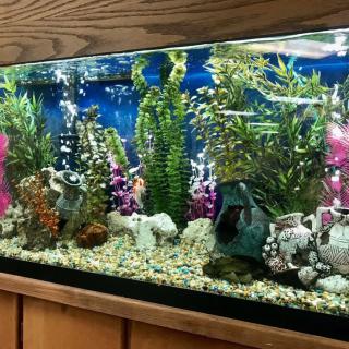 A colorful aquarium with a variety of aquatic plants and decorative elements.