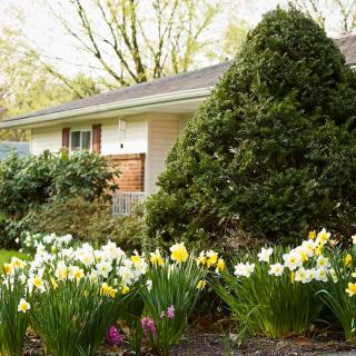 A beautiful garden in front of a house featuring daffodils and green bushes.
