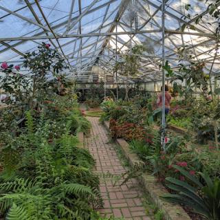 A vibrant greenhouse filled with a variety of plants and ferns, showcasing the beauty of nature indoors.