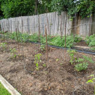 A vegetable garden with young plants supported by stakes, surrounded by a wooden fence.