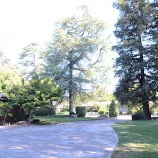 A serene outdoor landscape featuring a winding driveway surrounded by lush trees and greenery.