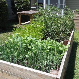 A lush vegetable garden in a raised wooden bed under the sun.