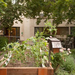 A lush urban garden with a raised bed filled with thriving plants and vegetables.