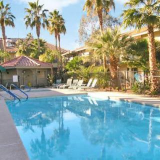 A serene outdoor swimming pool surrounded by palm trees on a sunny day at a resort.
