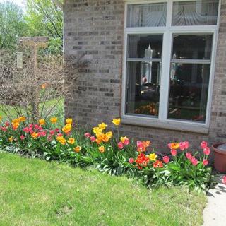 A vibrant garden with colorful tulips in front of a brick house.