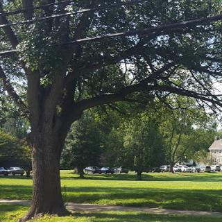 A serene view of a large tree in a park surrounded by lush green grass.